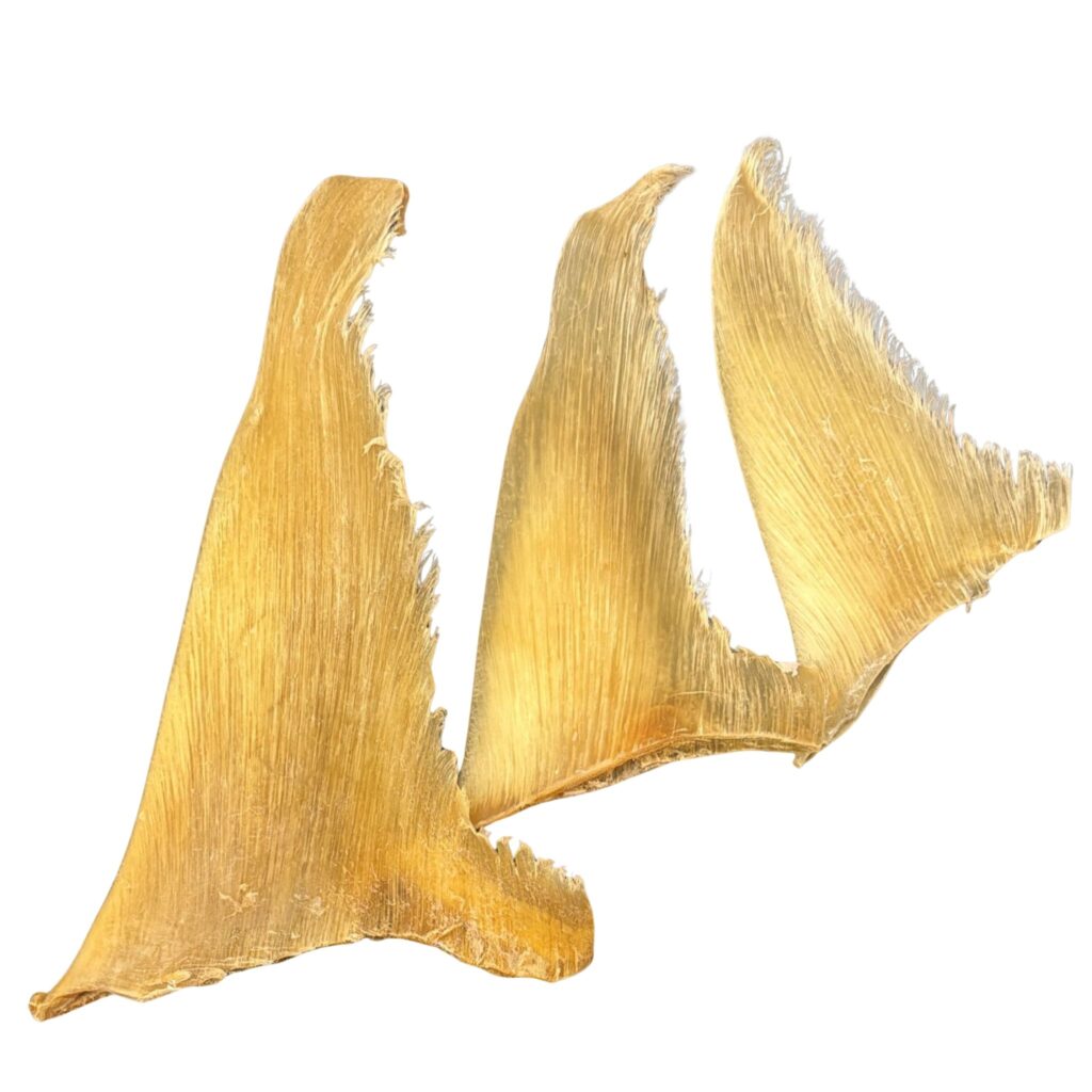 Caudal Sharks Fin Dried